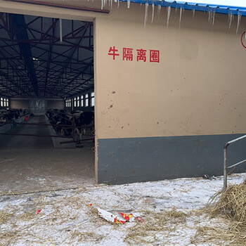 安徽黃山西門塔爾牛大型養(yǎng)牛場在哪里