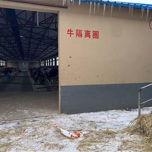 孝南六个月的西门塔尔基础母牛出售