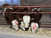柳城400斤左右西门塔尔基础母牛现在什么价格