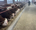 西门塔尔七个月的小母牛的价钱