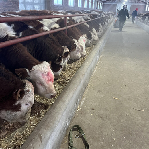 西门塔尔繁殖母牛400多斤的价格