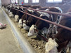 无锡西门塔尔牛种牛养殖基地