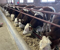 湖北荆州西门塔尔牛肉牛养殖基地