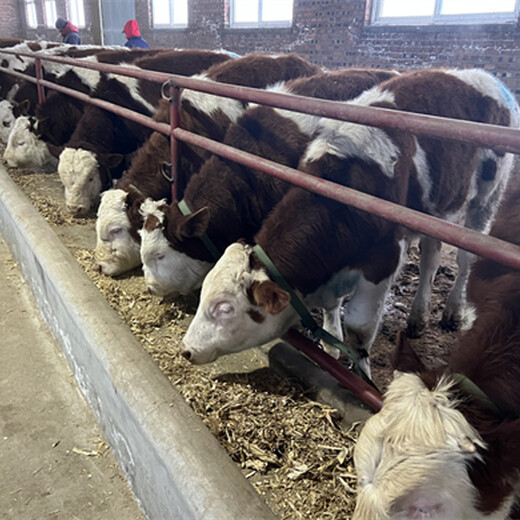西门塔尔牛犊小母牛六百斤的新的价格