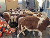内江牛养殖基地西门塔尔小母牛多少钱一头
