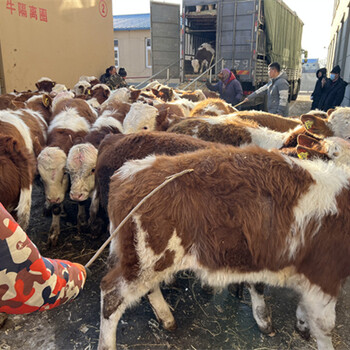 莱芜西门塔尔三百至四百斤小牛犊现在什么价钱