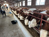西门塔尔基础母牛牛源充足1000斤的的价格2022已更新(今日/动态)
