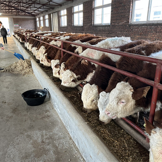 黑龙江牡丹江西门塔尔牛养牛场货源充足
