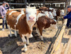 广东省西门塔尔牛中转场300斤的母牛多少钱一头