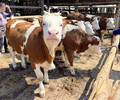 鄂州西门塔尔怀孕母牛价格