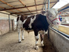 下城300斤西门塔尔繁殖母牛多少钱一头