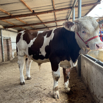 七八个月西门塔尔小母牛牛犊的价格 深圳