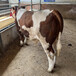 鹤壁肉牛养殖基地西门塔尔大母牛多少钱一头