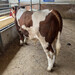 西門塔爾母牛自由挑選一千斤至一千一百斤要多少錢一頭2022已更新(今天/動態)