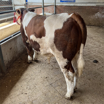 七八个月西门塔尔小母牛牛犊的价格 深圳