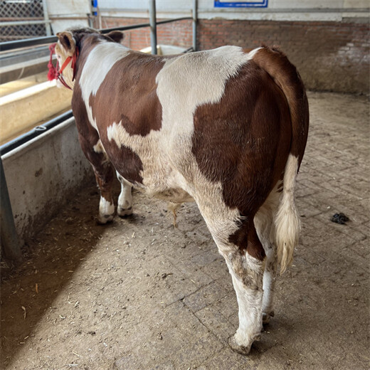 300斤的西门塔尔繁殖母牛资阳价格