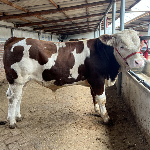石家庄西门塔尔6之7个月牛犊多少钱一只