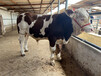 东莞养殖场西门塔尔2岁母牛价格