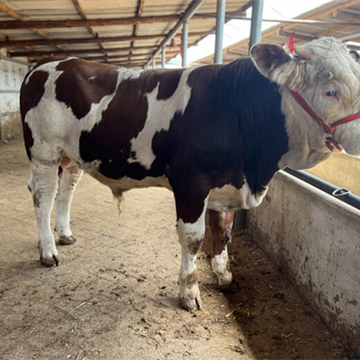 西门塔尔牛犊小母牛三百斤多少钱