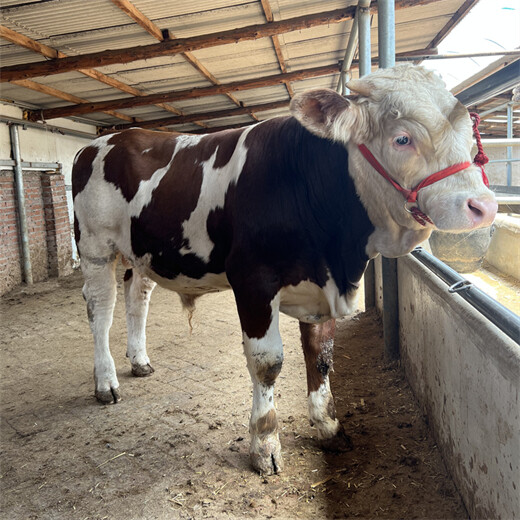 济南西门塔尔5之6个月的基础母牛多少钱一只
