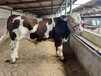 西门塔尔六百斤繁殖母牛多少钱