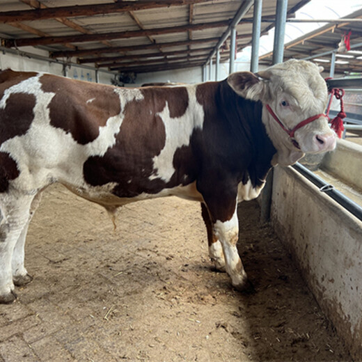 西门塔尔300斤牛犊要多少钱一头
