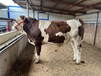 西门塔尔400多斤繁殖母牛多少钱一只