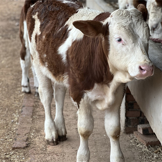 5之6个月西门塔尔小母牛犊潍坊的价格