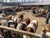 五六百斤的西门塔尔小母牛犊的价格大兴安岭