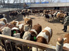 西門塔爾四代母牛自由挑選1000至1100斤現在什么價格2022已更新(今天/價格)