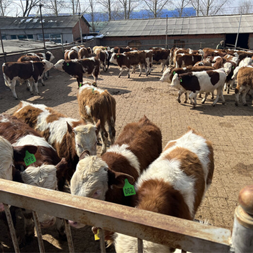 邵阳牛养殖基地西门塔尔小母牛出售
