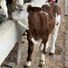 西门塔尔六百斤的小母牛犊现在什么价钱