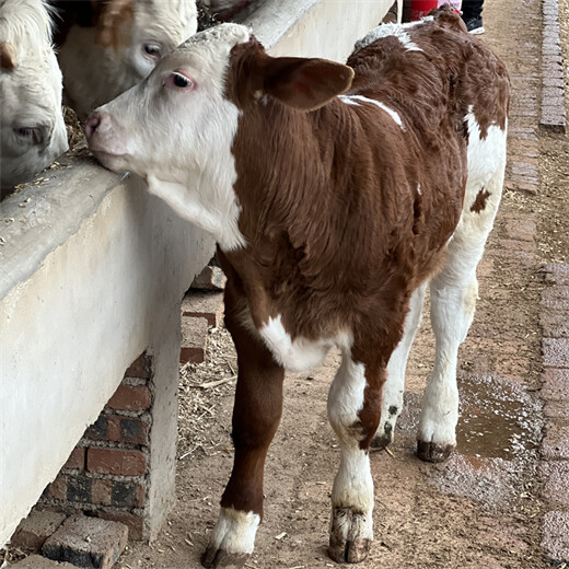 西门塔尔繁殖母牛五之六个月的价钱