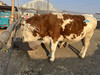 西門塔爾基礎母牛全國發貨九百斤現在什么價2022已更新(今日/news)