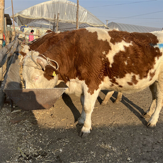 西门塔尔三百斤基础母牛现在什么价格