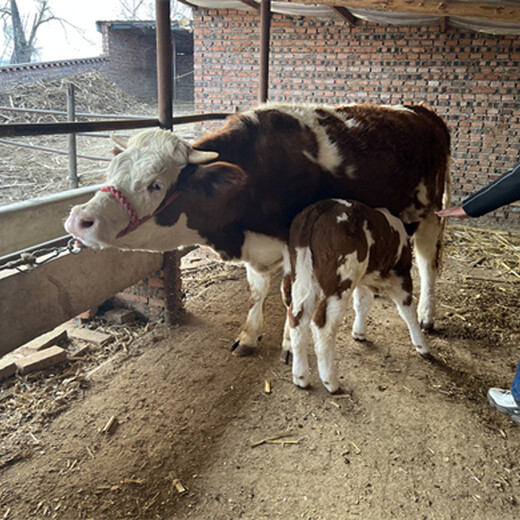 西门塔尔二岁母牛自由挑选八九百斤的价格2022已更新(今日/行情)