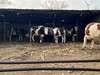甘孜大型中轉基地西門塔爾2歲母牛價格