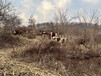 鄂州大型中转基地西门塔尔怀孕母牛