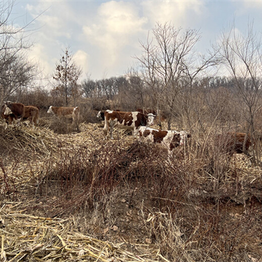 赣州西门塔尔牛种牛养殖基地