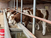 五百至六百斤西门塔尔小母牛周口要多少钱一头