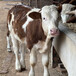 自贡肉牛养殖基地1000斤西门塔尔母牛价格
