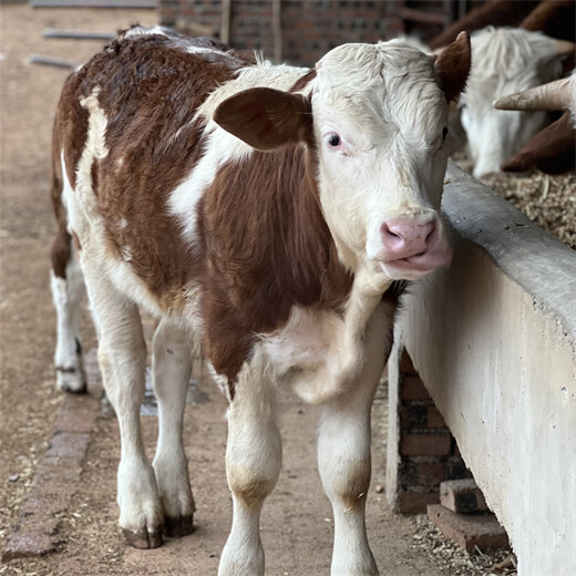 西门塔尔牛大母牛放山架子牛900斤的现在什么价钱2022已更新(今日/处理)