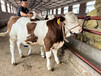 西门塔尔基础母牛300--400斤出售