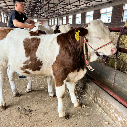 西门塔尔基础母牛300--400斤出售