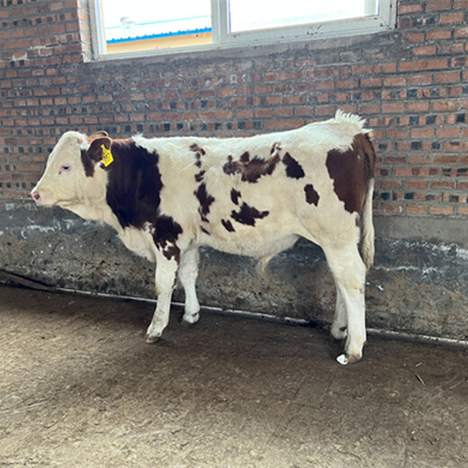 西门塔尔小牛犊五百斤的价钱