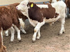 西门塔尔六百斤的小牛多少钱