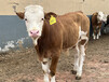 西门塔尔300--400斤牛犊小母牛新的价格