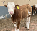 西门塔尔600多斤的四代母牛报价