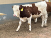 昭通小型中转基地西门塔尔小母牛出售