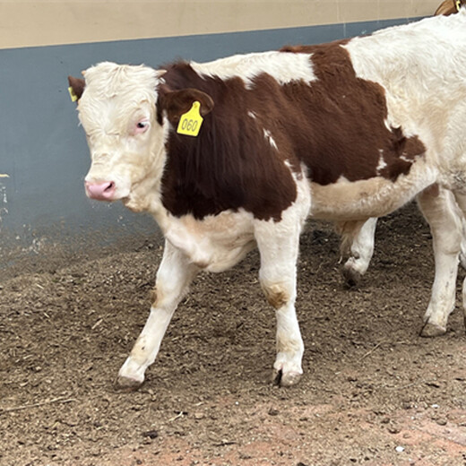 河津三百斤的西门塔尔小母牛犊新的价格